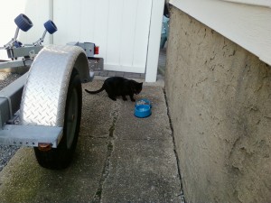 First time Feeding Sammie, trying to coax her to the backyard slowly