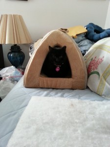 Sammie in her new room on her new bed