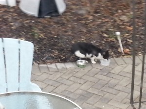 First Pictures of Tuxedo Cat in attempt to rescue